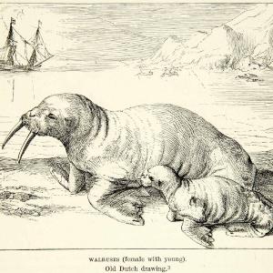 1882 Wood Engraving Art Walrus Cow Calf Arctic Sea Animal Sailing Ship XGYC4 Low Pice Fee Shipping Online