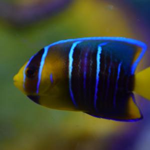 Blue Angel Pictures Cheap Online