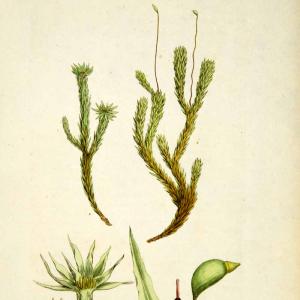 1797 Copper Engraving Hand-Painted Diobelonella Marsh Moss Bryum Botanical EB6 Buy Cheap Pre Order