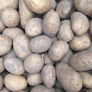 Ziemniaki Catania EKO 1 kg Clearance Best Seller