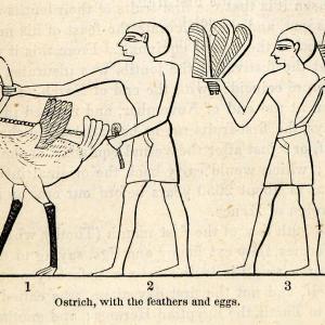 1854 Woodcut Ancient Thebes Egyptian Ostrich Feathers Eggs Livestock XGP5 Factory Outlet For Sale