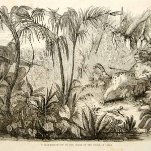 1852 Wood Engraving Art Bengal Tiger Hunting India Asia Sportsman Animals YGP1 Sale Classic