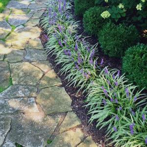 Borderpakket Evelien - Leliegras laag haagje - Schaduw Cheap Low Pice