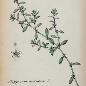 1826 Polygonum Aviculare Prostrate Knotweed Botanical - ORIGINAL Where To Buy Cheap Real