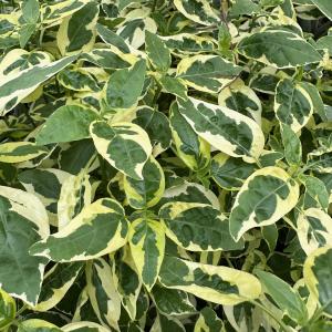 Asystasia gangetica 'variegata' Clearance Tumblr