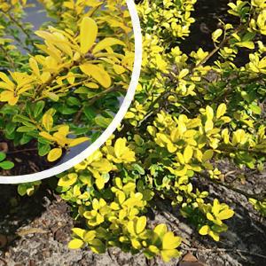 Japanse hulst - Ilex crenata 'Golden Gem' In China