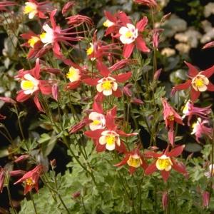 Akelei - Aquilegia 'Crimson Star' Free Shipping Cheap Pice
