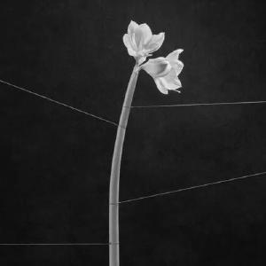 Dreamweaver [Cassette] Buy