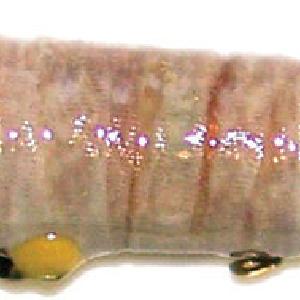 WSM 004-162 Exciter Coil #004-162 Clearance Free Shipping