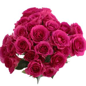 Raspberry Fuchsia Spray Rose Clearance Cheapest Pice
