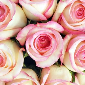 Butterfly Pink Rose Discount Codes Really Cheap