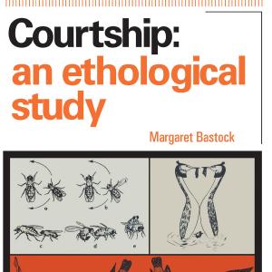 Courtship For Nice Online