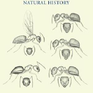 Ants of Florida - Hardback Outlet Online Shop