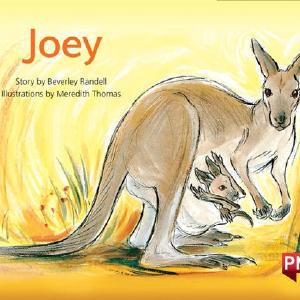 Joey New For Sale