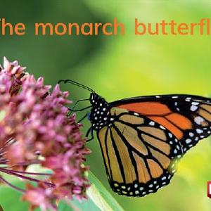 The monarch butterfly Free Shipping For Cheap
