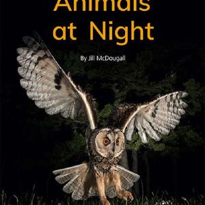 Animals at Night Cheap Get To Buy