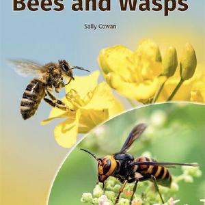 Bees and Wasps Discount Pay With Visa