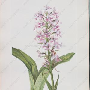 1925 - Large Purple Fringe-orchid - Antique Print Free Shipping Visit