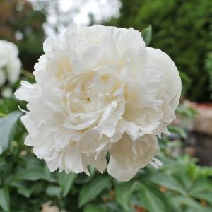 Duchesse De Nemours Peony Discount Big Sale