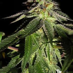 818 Headband AKA Sour OG (F) Quality Free Shipping Low Pice