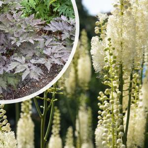 Zwarte Zilverkaars - Actaea racemosa (Cimicifuga) Outlet Exclusive