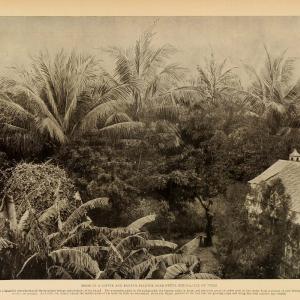 1899 Isla de la Juventud Pinos Cuba Coffee Banana Print ORIGINAL HISTORIC OI1 Outlet 2025 Unisex