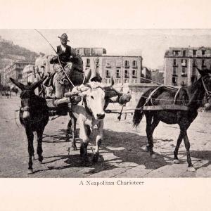 1912 Print Neapolitan Charioteer Chariot Horse Cow Donkey Wagon Italy XGIA2 Discount High Quality