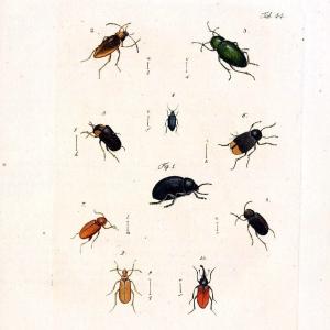 Archiv der Insectengeschichte /.Winterthur :Bey dem Herausgeber und bey Heinrich Steiner und Comp.,1781-1786.  | Classification Insects | Vintage Print Reproduction 457995 Clearance Best