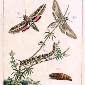 Archiv der Insectengeschichte /.Winterthur :Bey dem Herausgeber und bey Heinrich Steiner und Comp.,1781-1786.  | Classification Insects | Vintage Print Reproduction 458006 Clearance Get To Buy