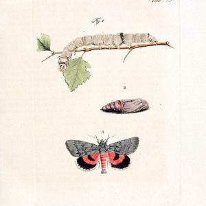 Archiv der Insectengeschichte /.Winterthur :Bey dem Herausgeber und bey Heinrich Steiner und Comp.,1781-1786.  | Classification Insects | Vintage Print Reproduction 457965 Clearance Amazing Pice