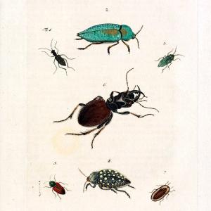 Archiv der Insectengeschichte /.Winterthur :Bey dem Herausgeber und bey Heinrich Steiner und Comp.,1781-1786.  | Classification Insects | Vintage Print Reproduction 457997 Cheap Visa Payment