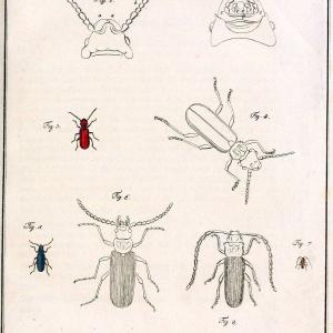 Archiv der Insectengeschichte /.Winterthur :Bey dem Herausgeber und bey Heinrich Steiner und Comp.,1781-1786.  | Classification Insects | Vintage Print Reproduction 458008 Free Shipping Original
