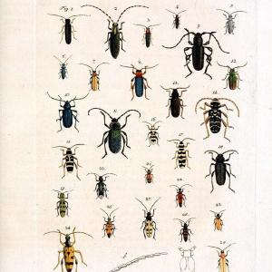 Archiv der Insectengeschichte /.Winterthur :Bey dem Herausgeber und bey Heinrich Steiner und Comp.,1781-1786.  | Classification Insects | Vintage Print Reproduction 457986 Wide Range Of Online