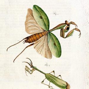 Archiv der Insectengeschichte /.Winterthur :Bey dem Herausgeber und bey Heinrich Steiner und Comp.,1781-1786.  | Classification Insects | Vintage Print Reproduction 458001 Outlet Reliable