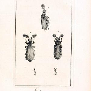Archiv der Insectengeschichte /.Winterthur :Bey dem Herausgeber und bey Heinrich Steiner und Comp.,1781-1786.  | Classification Insects | Vintage Print Reproduction 457963 Outlet 2025 New