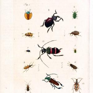 Archiv der Insectengeschichte /.Winterthur :Bey dem Herausgeber und bey Heinrich Steiner und Comp.,1781-1786.  | Classification Insects | Vintage Print Reproduction 457996 With Mastercard Cheap Online