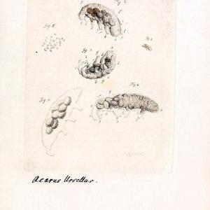 Archiv der Insectengeschichte /.Winterthur :Bey dem Herausgeber und bey Heinrich Steiner und Comp.,1781-1786.  | Classification Insects | Vintage Print Reproduction 457975 From China Free Shipping Low Pice