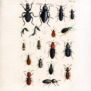 Archiv der Insectengeschichte /.Winterthur :Bey dem Herausgeber und bey Heinrich Steiner und Comp.,1781-1786.  | Classification Insects | Vintage Print Reproduction 457991 Best Place Cheap Pice