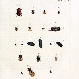 Archiv der Insectengeschichte /.Winterthur :Bey dem Herausgeber und bey Heinrich Steiner und Comp.,1781-1786.  | Classification Insects | Vintage Print Reproduction 457976 Cheap Sale 100% Original