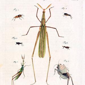 Archiv der Insectengeschichte /.Winterthur :Bey dem Herausgeber und bey Heinrich Steiner und Comp.,1781-1786.  | Classification Insects | Vintage Print Reproduction 458003 Under 70 Dollars