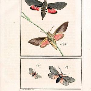 Archiv der Insectengeschichte /.Winterthur :Bey dem Herausgeber und bey Heinrich Steiner und Comp.,1781-1786.  | Classification Insects | Vintage Print Reproduction 457980 Top Quality Online