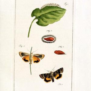 Archiv der Insectengeschichte /.Winterthur :Bey dem Herausgeber und bey Heinrich Steiner und Comp.,1781-1786.  | Classification Insects | Vintage Print Reproduction 457966 New Styles Cheap Pice