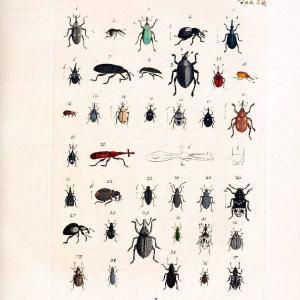 Archiv der Insectengeschichte /.Winterthur :Bey dem Herausgeber und bey Heinrich Steiner und Comp.,1781-1786.  | Classification Insects | Vintage Print Reproduction 457983 For Sale Online