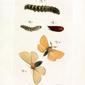 Archiv der Insectengeschichte /.Winterthur :Bey dem Herausgeber und bey Heinrich Steiner und Comp.,1781-1786.  | Classification Insects | Vintage Print Reproduction 457973 Cheap Fashion Style