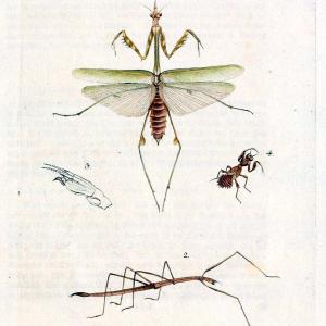 Archiv der Insectengeschichte /.Winterthur :Bey dem Herausgeber und bey Heinrich Steiner und Comp.,1781-1786.  | Classification Insects | Vintage Print Reproduction 458002 Clearance Perfect