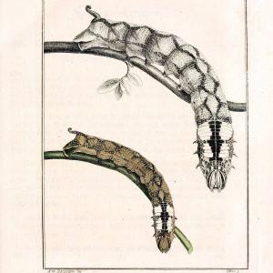 Archiv der Insectengeschichte /.Winterthur :Bey dem Herausgeber und bey Heinrich Steiner und Comp.,1781-1786.  | Classification Insects | Vintage Print Reproduction 457985 Buy Sale Online