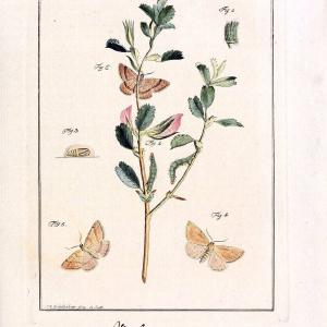 Archiv der Insectengeschichte /.Winterthur :Bey dem Herausgeber und bey Heinrich Steiner und Comp.,1781-1786.  | Classification Insects | Vintage Print Reproduction 457967 Shop Offer