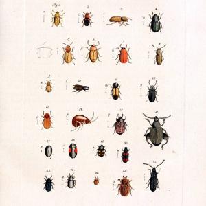 Archiv der Insectengeschichte /.Winterthur :Bey dem Herausgeber und bey Heinrich Steiner und Comp.,1781-1786.  | Classification Insects | Vintage Print Reproduction 457978 Discount Manchester