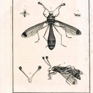 Archiv der Insectengeschichte /.Winterthur :Bey dem Herausgeber und bey Heinrich Steiner und Comp.,1781-1786.  | Classification Insects | Vintage Print Reproduction 457993 Online Online Cheap Online
