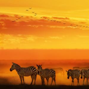 Wild Things Mystery Field Box Limited Release Free Shipping Low Shipping